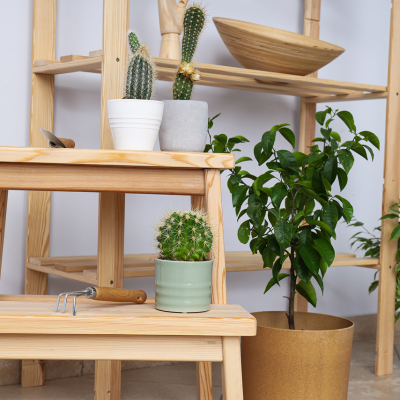 cozy-hobby-growing-indoor-plants-home